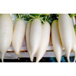 White Radish Cameron / Lobak Putih 白萝卜（ A+5kg）