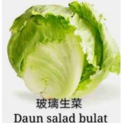 lceberg Lettuce Cameron / Salad Bulat 玻璃生菜 (10 kg)