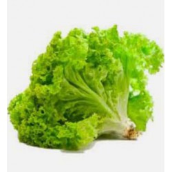 Green Coral Lettuce / Salad Hijau 青生菜 (A+ 1kg )