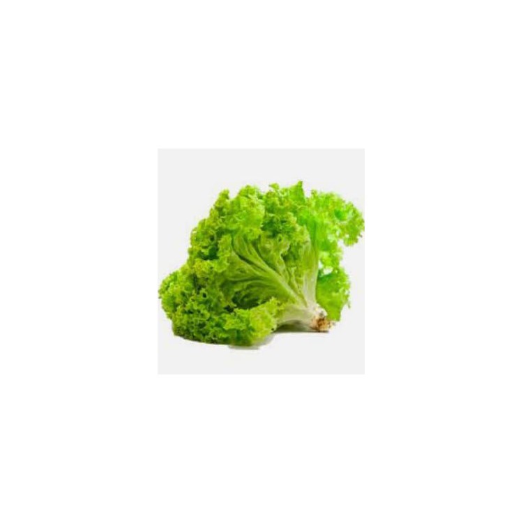 Green Coral Lettuce / Salad Hijau 青生菜 ( 1BOX 5kg )