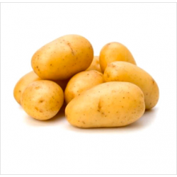 Potato - Pakistan