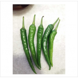 Green Chilli / Cili Hijau / 青辣椒 ( A+1kg )