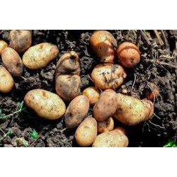potato XL / 马铃薯 ( A+ 1kg )