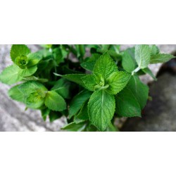 Mint Leaf （500g）