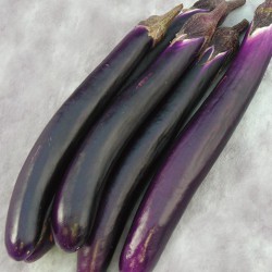 Long Eggplant / Terung Panjang 长茄  ( A+2 kg )
