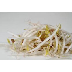 bean sprout ( 1kg )