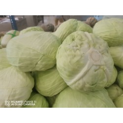 Cameron Cabbage / Kobis Cameron包菜 (A+/2kg±)
