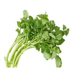 Watercress / Sayur Selada Air / 西洋菜 ( 1kg )
