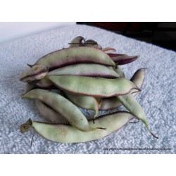 Hyacinth Beans / Avarakai 红扁豆 ( 1kg )