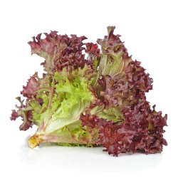 Red Coral Lettuce / Salad Merah 红生菜 ( A+1kg )