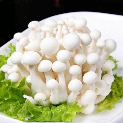 White Shimeji Mushroom 白姬菇 ( 1 packet )