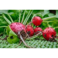 Baby Red Raddish （ 3 kg） out of stock