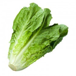 Romaine Lettuce / Salad Roman 罗马生菜 ( 1kg )