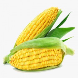 Fresh Sweet Corn ( 2 pcs )