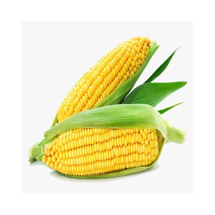Sweet Corn / Jagung 玉米 （ A+2 pcs )