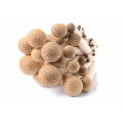 Brown Shimeji Mushroom 姬菇 ( 1 packet )