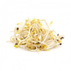 Bean Sprout (no wash) - 3 kg