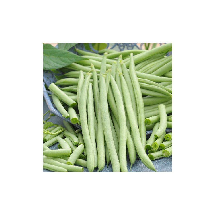 French bean / Buncis 桂豆 A+（1 kg）