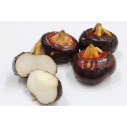 Water Chestnuts 马蹄 (500g)