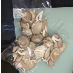Oyster Mushroom / Cendawan Tiram (small size) 