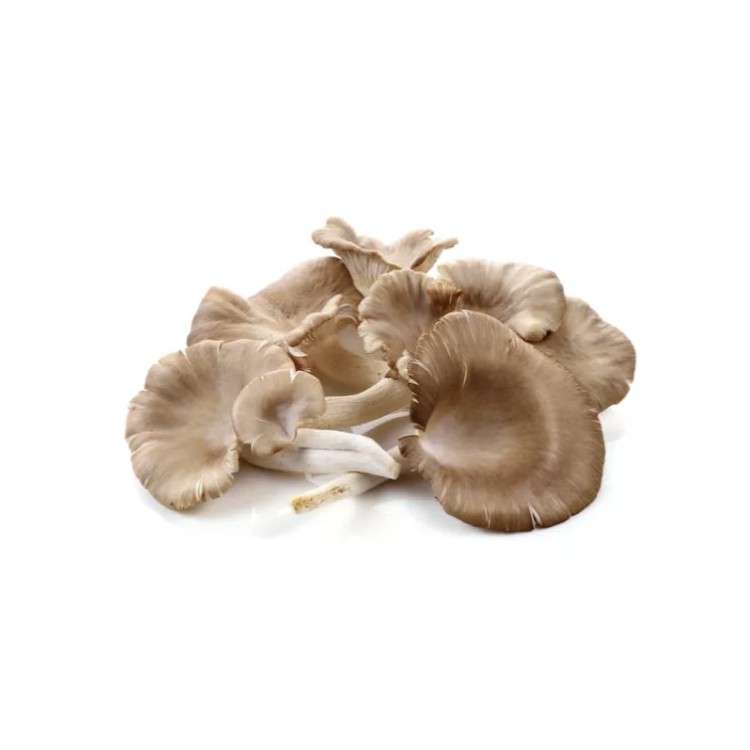 Oyster Mushroom / Cendawan Tiram (packet) 