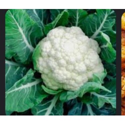 Cauliflower / Bunga Kobis 包菜花 (1BOX）