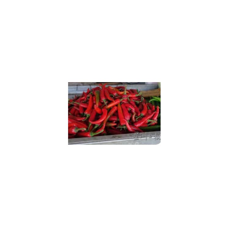 Chili Red/紅辣椒（10kg 1Box)