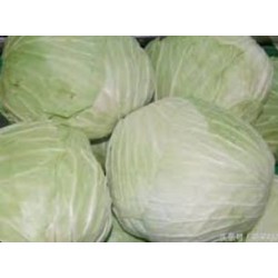 Cabb round/China包菜（1pkt/20kg)