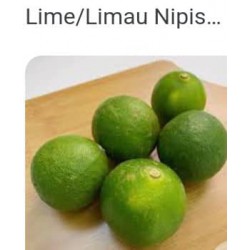key Lime(big ）/Limau Nipis/大吉 (10kg/1pkt)