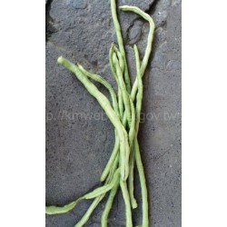Kong Bean/kacang panjang长豆(1kg)