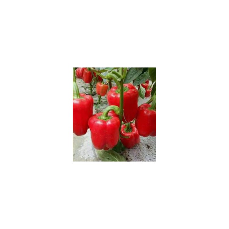 Red Chilli Local / Cili Merah / 红辣椒 ( 10kg)