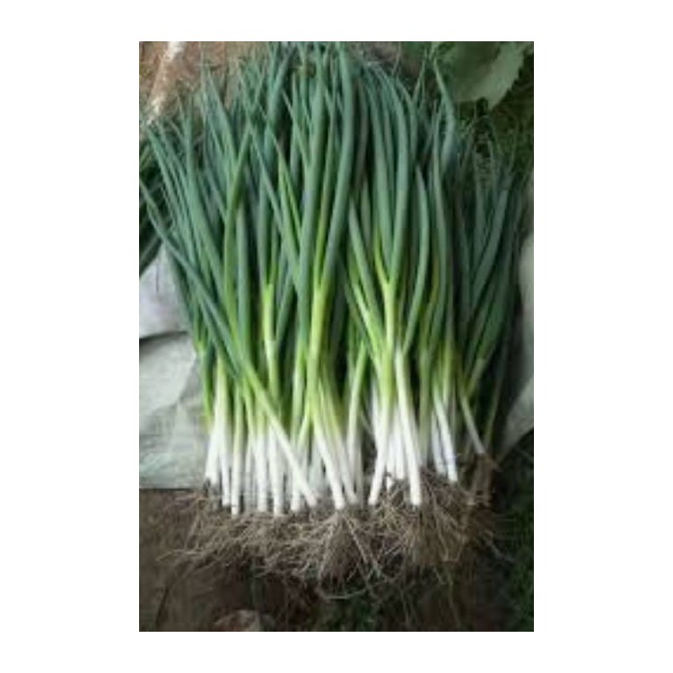Spring Onion / Daun Bawang / 青葱 (5 kg )