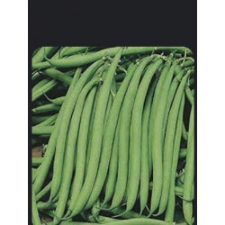 French bean / Buncis 桂豆 （9-10kg）