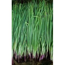 Spring Onion / Daun Bawang / 青葱 (10 kg )