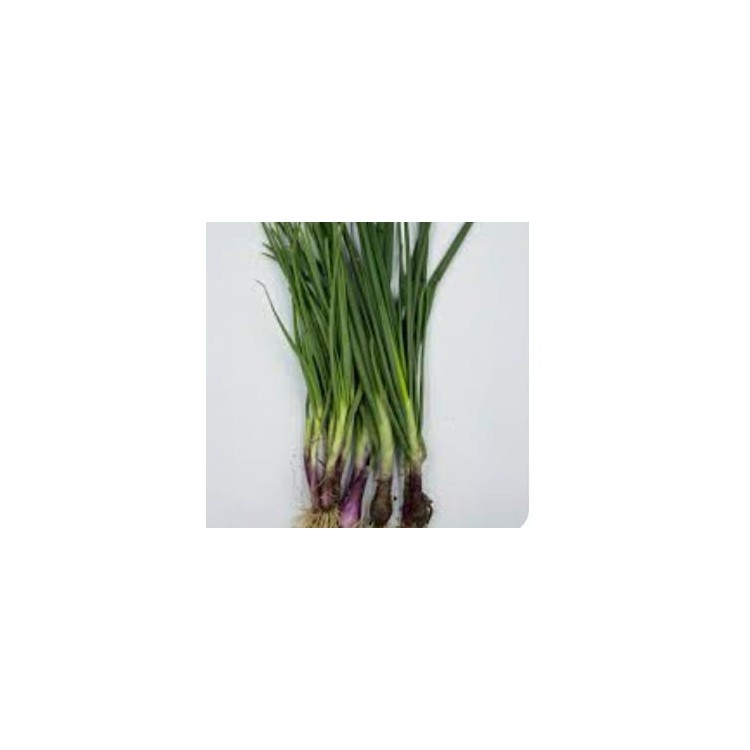 Spring Onion / Daun Bawang / 青葱 (A+1kg)